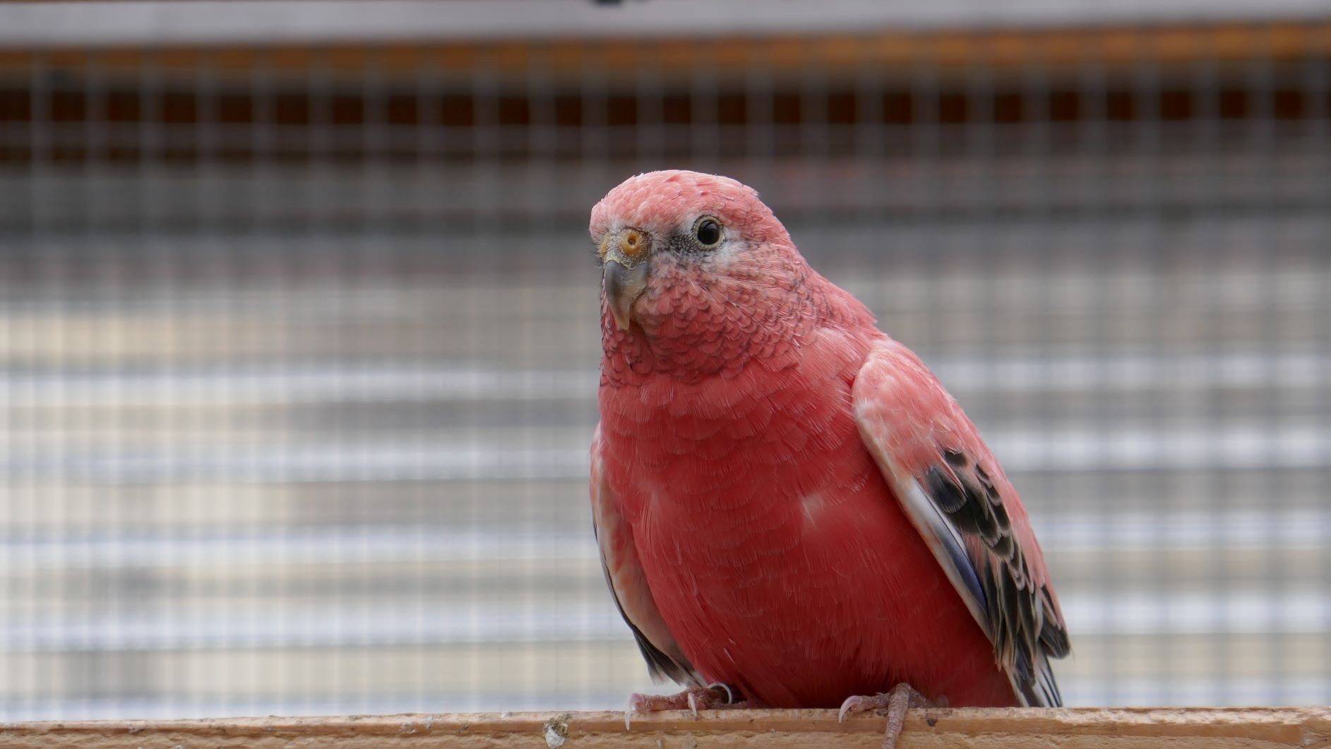    OPALINE   ( rose)