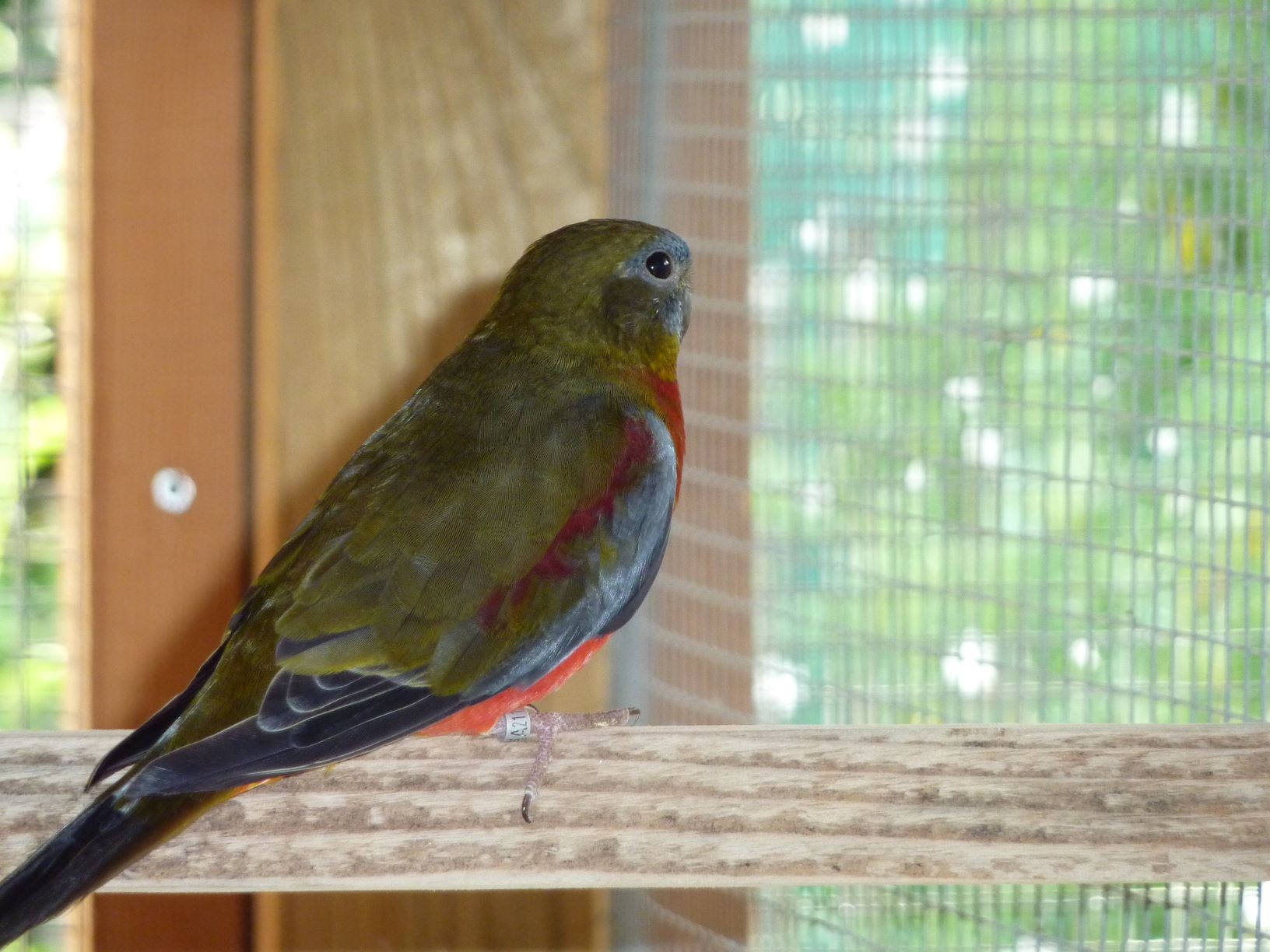  GRIS VERT VENTRE POITRINE ROUGE