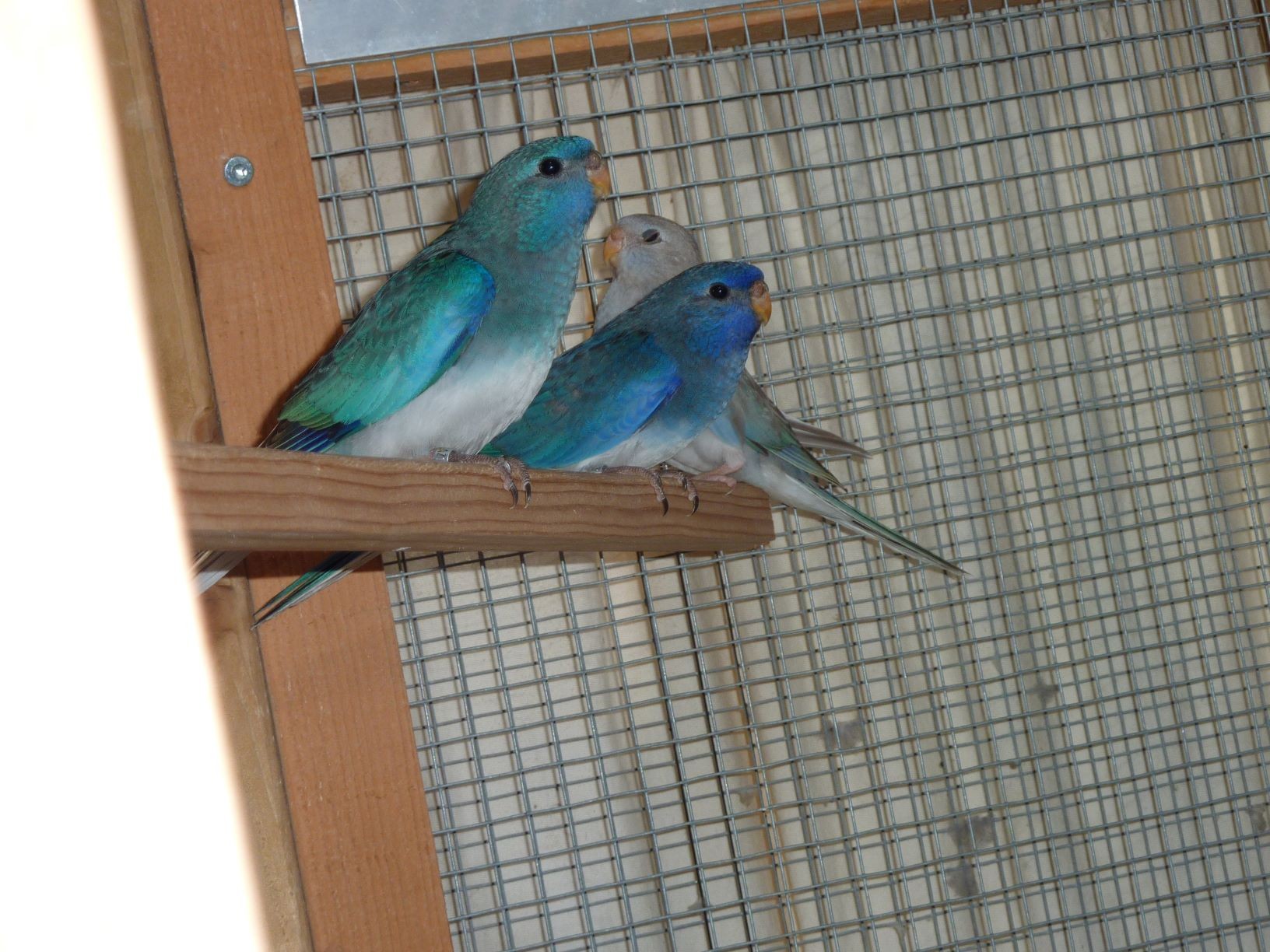  BLEU  ET BLEU CINNAMON